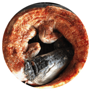 Whole Clean Alligator