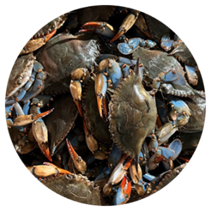 Female Blue Crabs