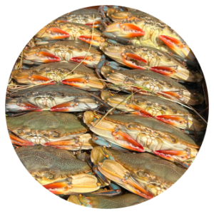 Steamed Blue Crabs - Male #2