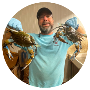 Jumbo Live Blue Crabs