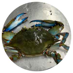 Colossal Live Blue Crabs