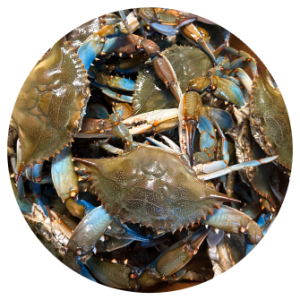 Female Live Blue Crabs