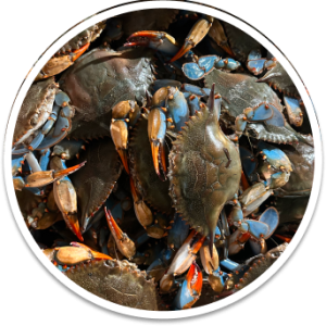 Large Live Female Blue Crabs