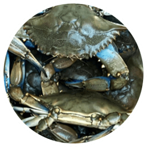 1# Male Live Blue Crabs